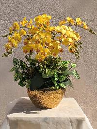 Chậu lan tiểu hồ điệp giả màu vàng