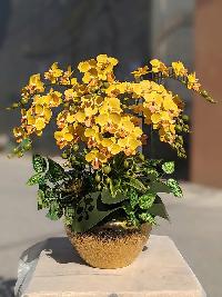 Chậu lan tiểu hồ điệp giả màu vàng