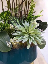 Chậu lan hồ điệp nhí Nắng Xuân