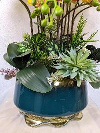 Chậu lan hồ điệp nhí Nắng Xuân