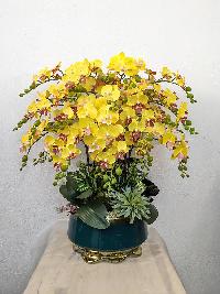 Chậu lan hồ điệp nhí Nắng Xuân