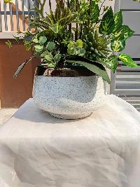 chậu lan hồ điệp nhí màu vàng cam