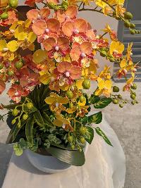 chậu lan hồ điệp nhí màu vàng cam