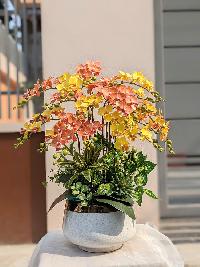 chậu lan hồ điệp nhí màu vàng cam