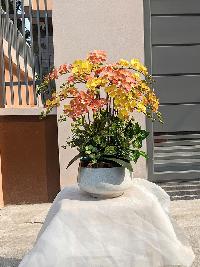 chậu lan hồ điệp nhí màu vàng cam