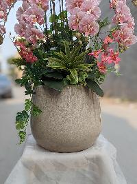 Chậu lan hồ điệp cánh xoăn 12 cành