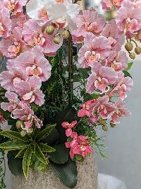 Chậu lan hồ điệp cánh xoăn 12 cành