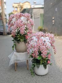 Chậu lan hồ điệp cánh xoăn 12 cành