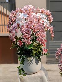 Chậu lan hồ điệp cánh xoăn 12 cành