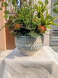 Chậu lan xoăn hồ điệp 6 cành màu nâu tây