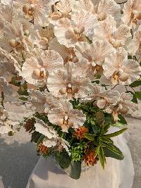 Chậu lan xoăn hồ điệp 6 cành màu nâu tây