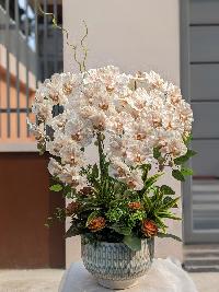 Chậu lan xoăn hồ điệp 6 cành màu nâu tây