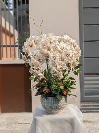 Chậu lan xoăn hồ điệp 6 cành màu nâu tây