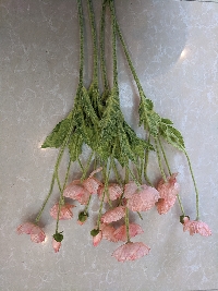Cụm hoa anh túc hồng 01