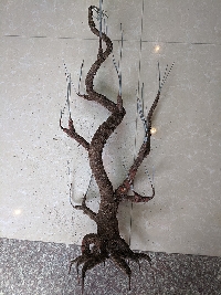 Gốc cây bon sai cỡ lớn 02