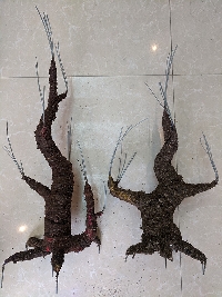 Gốc cây bon sai vỡ nhỡ 01