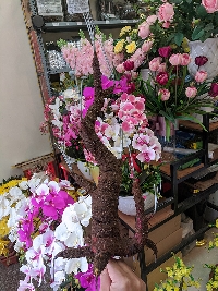 Gốc cây bon sai vỡ nhỡ 04