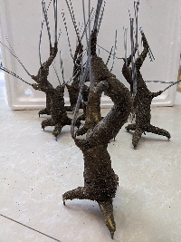 Gốc cây bonsai cỡ nhỏ 03