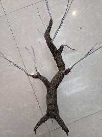 Gốc cây bonsai cỡ trung bình 02