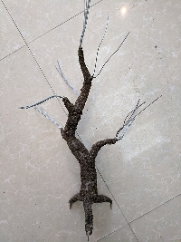 Gốc cây bonsai cỡ trung bình 03