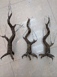 Gốc cây bonsai cỡ trung bình 04