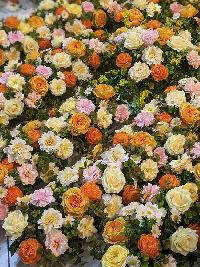 Hoa trang trí bảng hiệu sự kiện