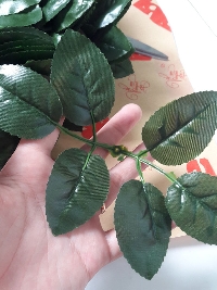 Lá hồng vải gân nhựa