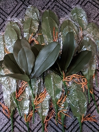 Lá lan loại có gân 01