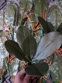 Lá lan loại có gân 02