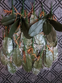 Lá lan loại có gân 03