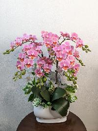 Chậu lan mini tiểu hồ điệp - mẫu 1