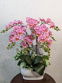 Chậu lan mini tiểu hồ điệp - mẫu 1