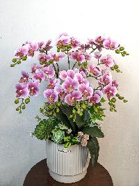 Chậu lan mini tiểu hồ điệp - mẫu 2