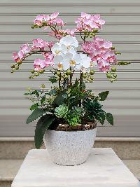 Chậu lan mini tiểu hồ điệp - mẫu 5