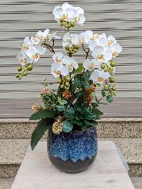 Chậu lan mini tiểu hồ điệp - mẫu 6