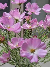 Bình hoa cánh bướm màu hồng