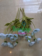 Cụm hoa anh túc xanh 02