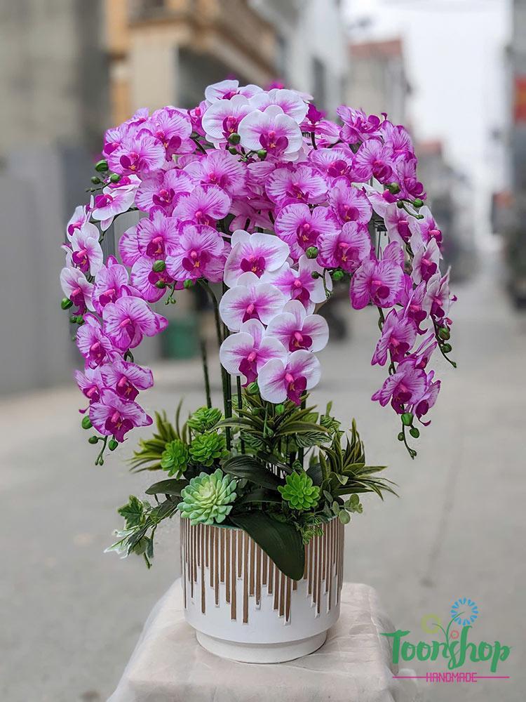 Chậu lan hồ điệp cao su 10 cành màu hồng