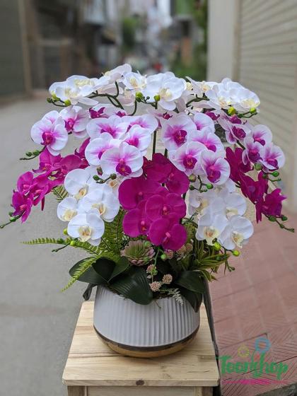 Chậu lan hồ điệp Cung Chúc Tân Xuân