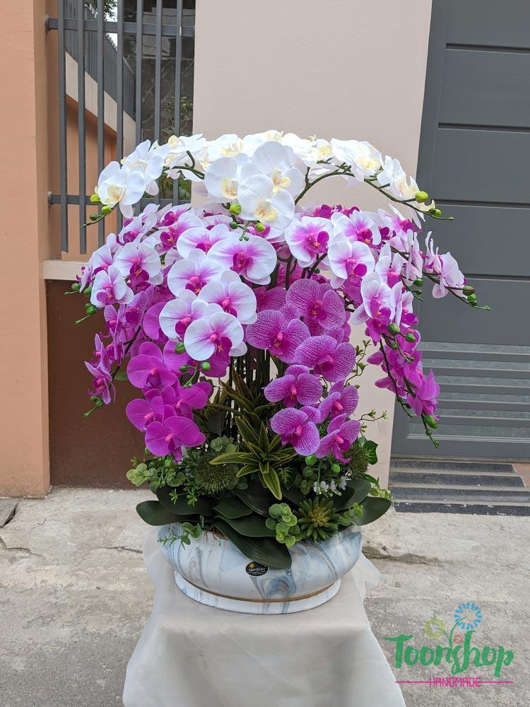 Chậu lan hồ điệp cao su dáng trong