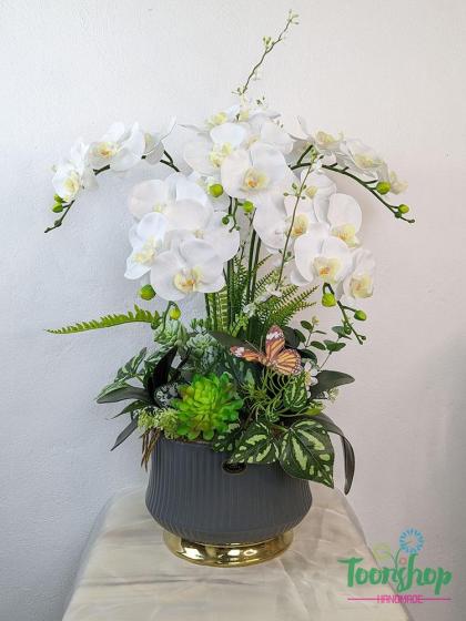 Chậu lan Hồ Điệp trắng