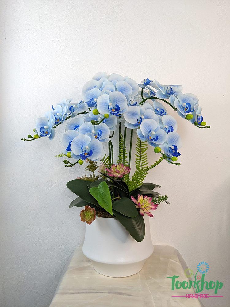 Chậu lan hồ điệp màu xanh nước biển