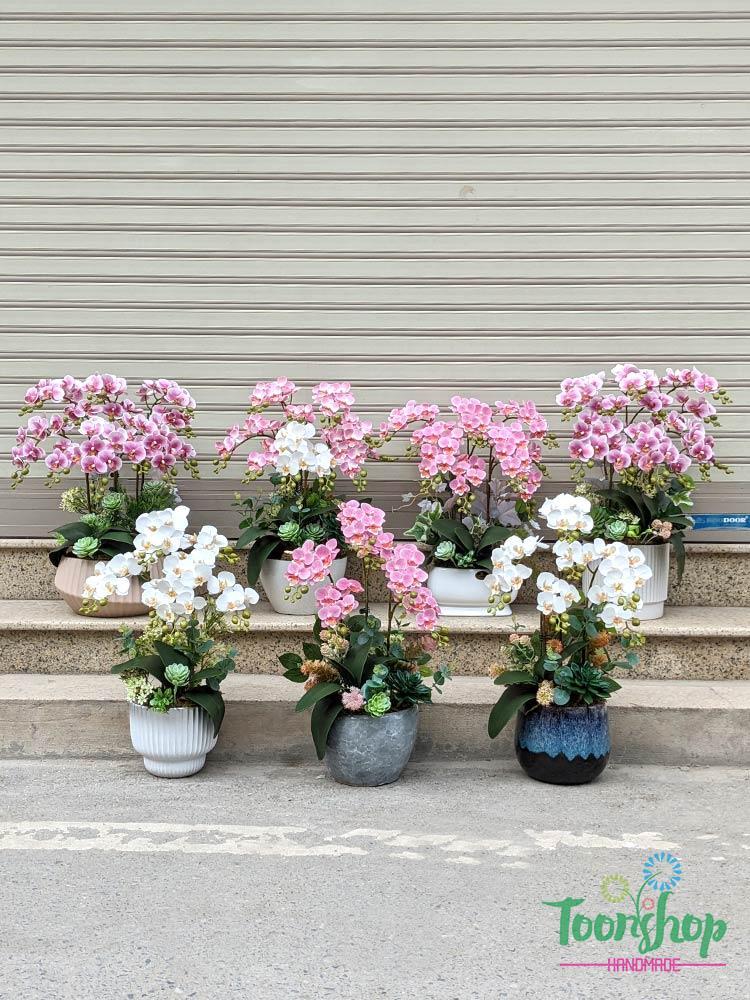 Chậu lan mini tiểu hồ điệp