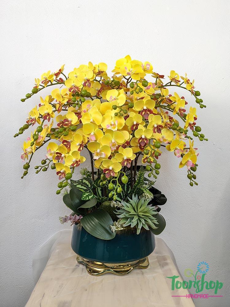 Chậu lan hồ điệp nhí Nắng Xuân