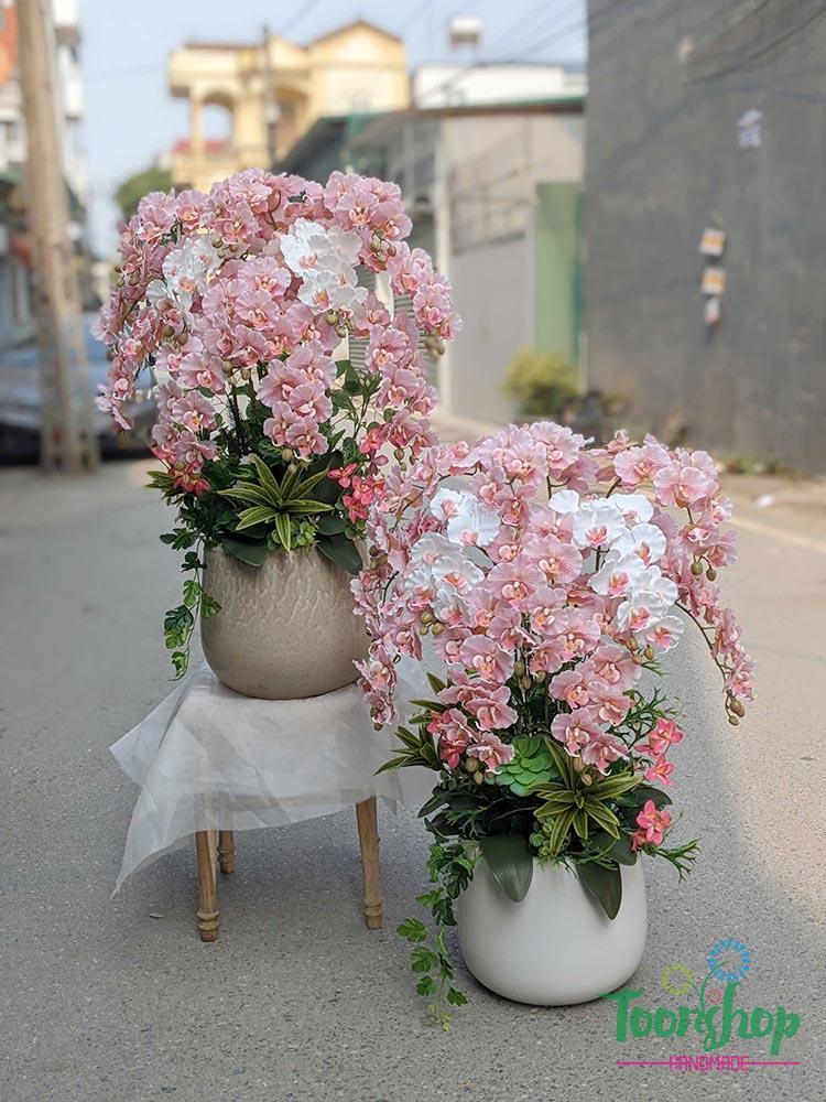 Chậu lan hồ điệp cánh xoăn 12 cành