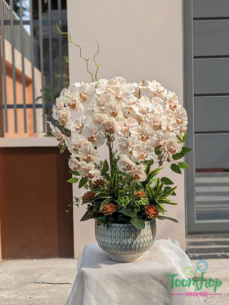 Chậu lan xoăn hồ điệp 6 cành màu nâu tây