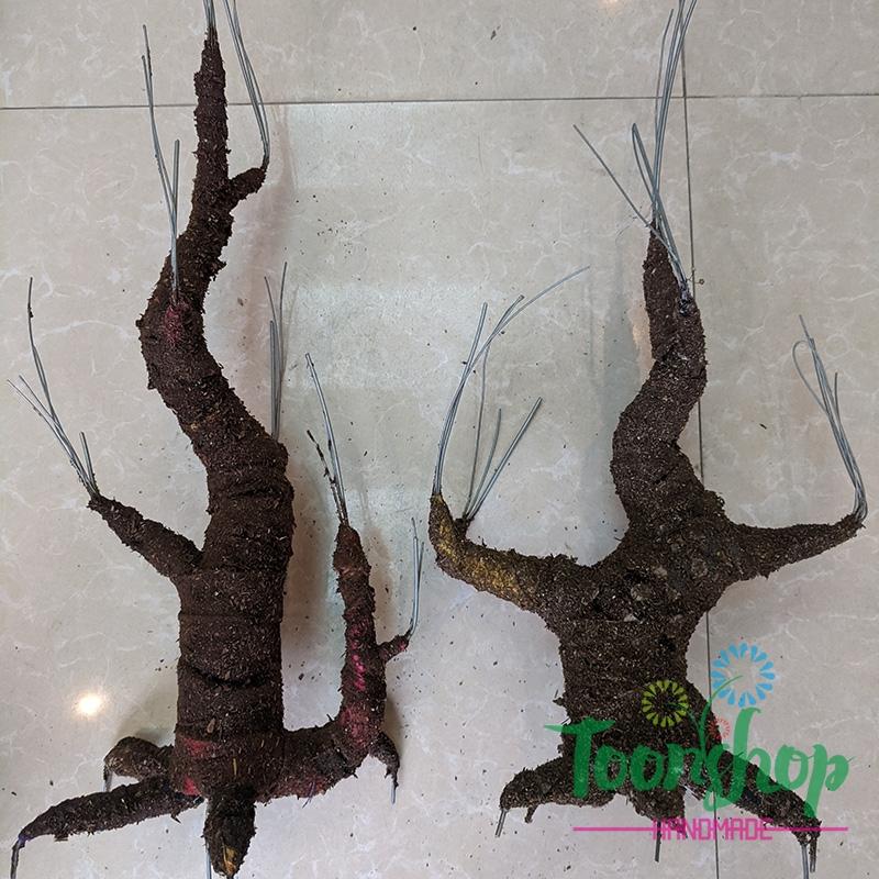 Gốc cây bon sai vỡ nhỡ