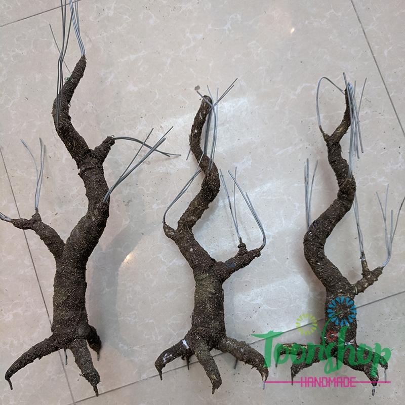 Gốc cây bonsai cỡ trung bình